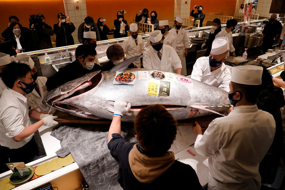 Bluefin tuna nets 16.9m yen a kg at Tokyo's New Year auction, Consumer &  Healthcare - THE BUSINESS TIMES