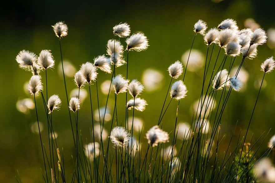 Olam Agri proposes to acquire Australia’s Namoi Cotton for A2 million