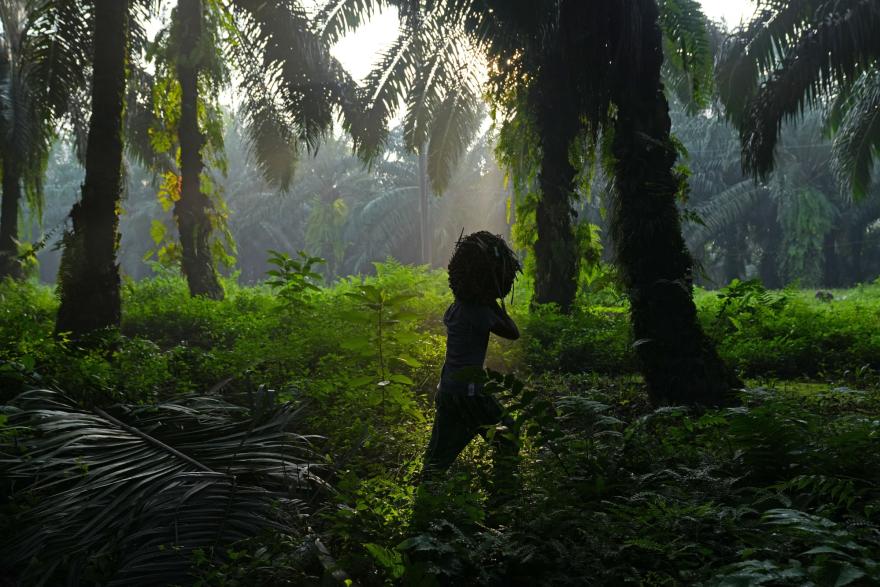 Declining Indonesian palm oil exports may affect domestic supply, officials say Declining Indonesian palm oil exports may affect domestic supply, officials say