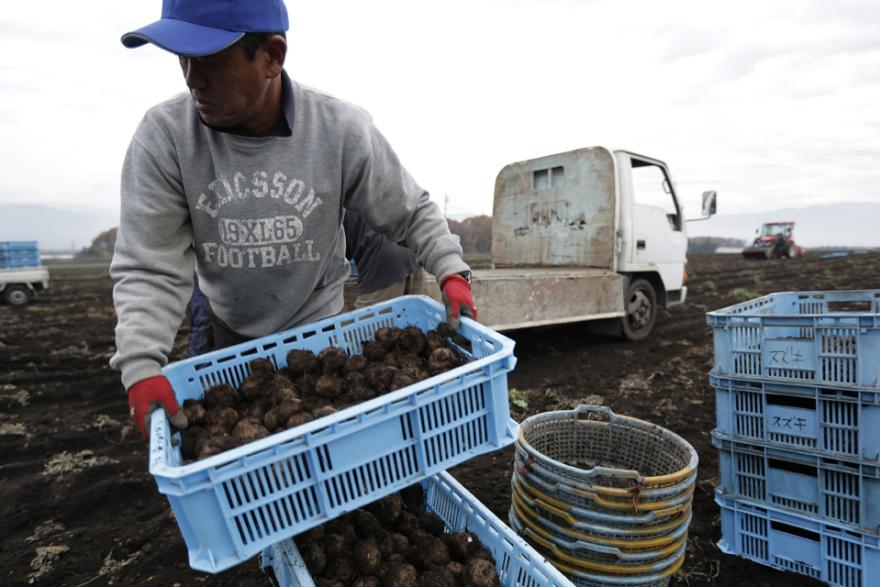 Japanese turn trees into noodles as agriculture industry learns to