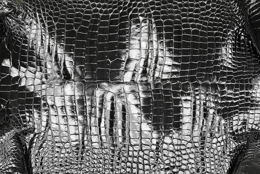 Crocodile skin supplier Padenga to boost output, Consumer &amp; Healthcare ...
