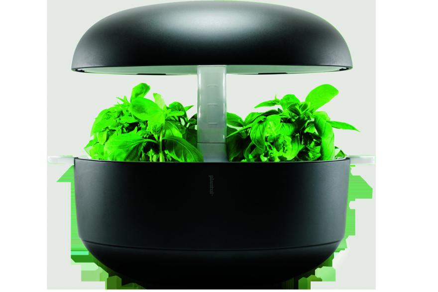 Grow your greens, Lifestyle THE BUSINESS TIMES